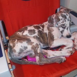 Meet your Posher, Queen